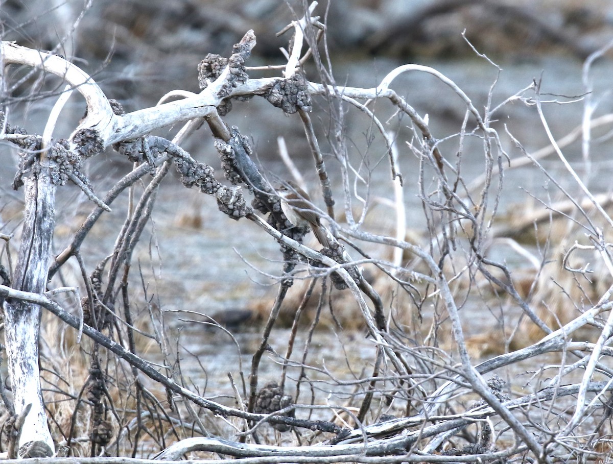 Lesser Swamp Warbler - ML628766404