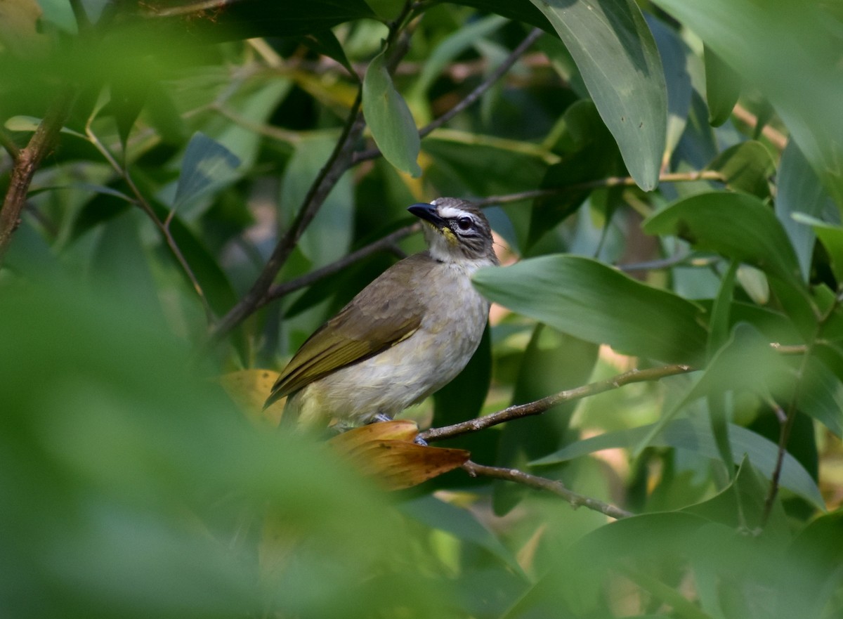 White-browed Bulbul - ML628766603