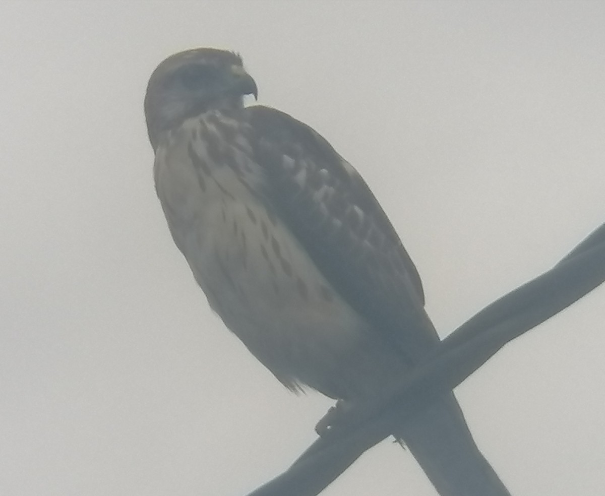 Broad-winged Hawk - ML628766606