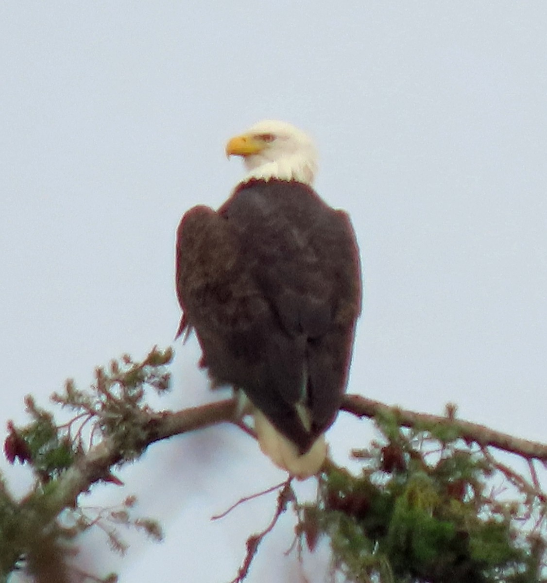 Bald Eagle - ML628766673