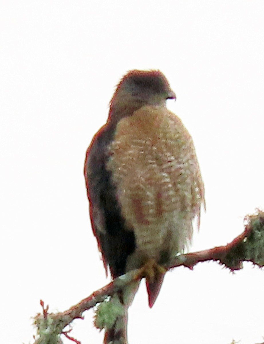 Cooper's Hawk - ML628766687