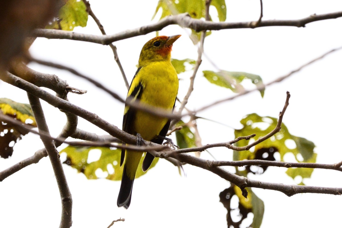 Western Tanager - ML628766710