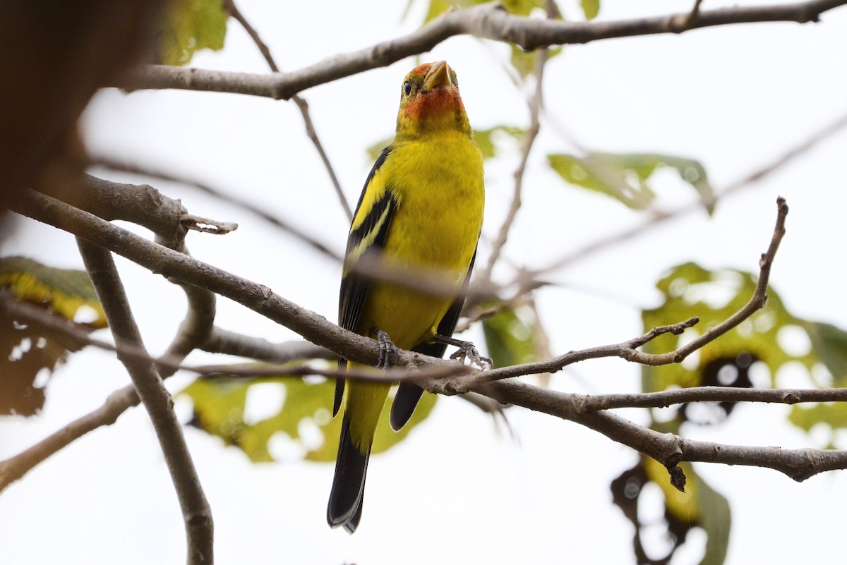 Western Tanager - ML628766711