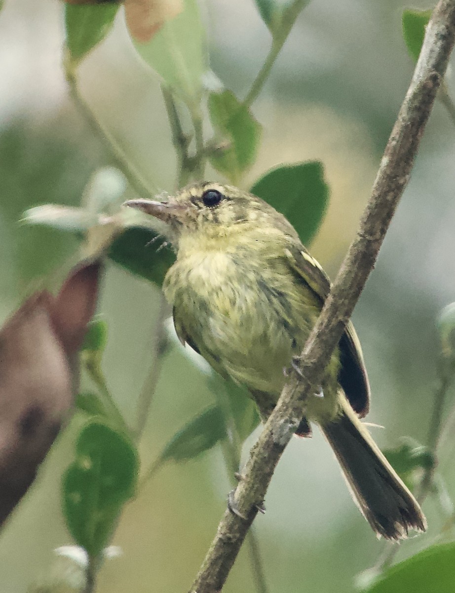 Restinga Tyrannulet - ML628766739