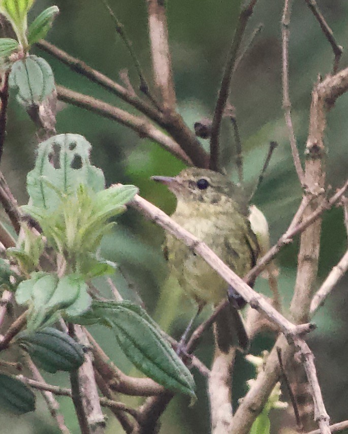 Restinga Tyrannulet - ML628766740