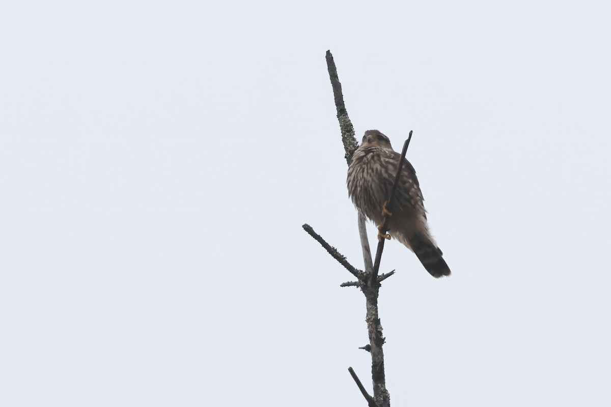 Хайргууна шонхор - ML628766746