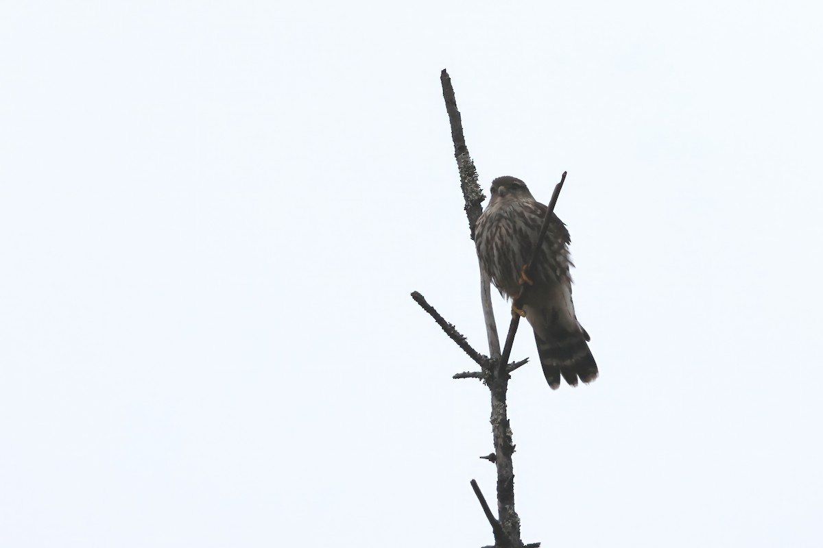 Хайргууна шонхор - ML628766748