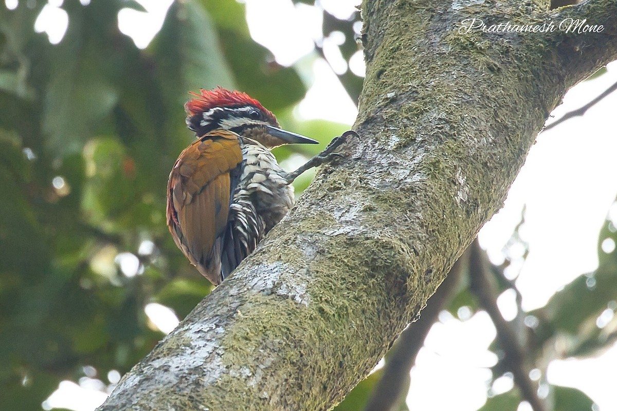 Common Flameback - ML628766899