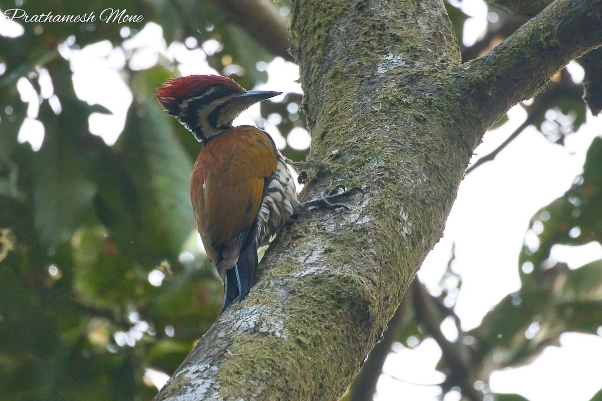 Common Flameback - ML628766900