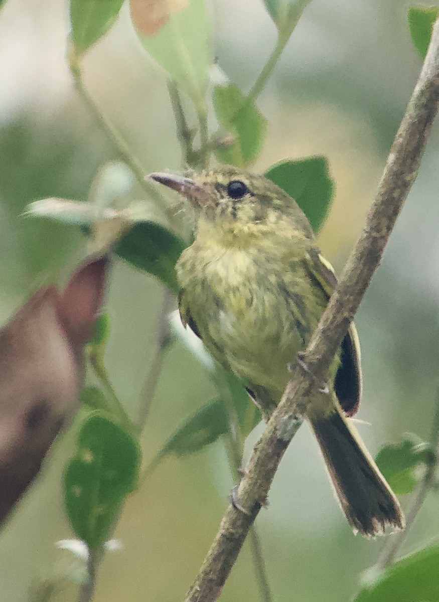 Restinga Tyrannulet - ML628766911