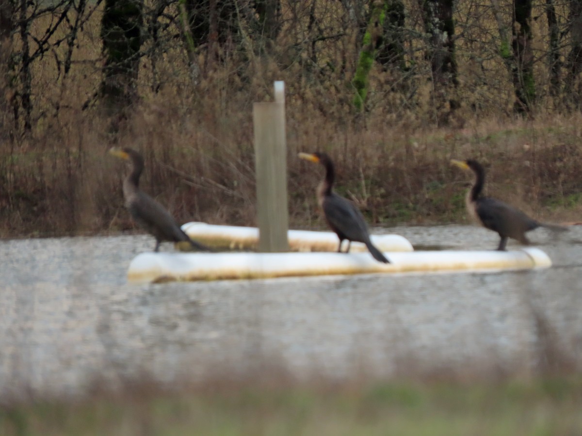 Double-crested Cormorant - ML628766916