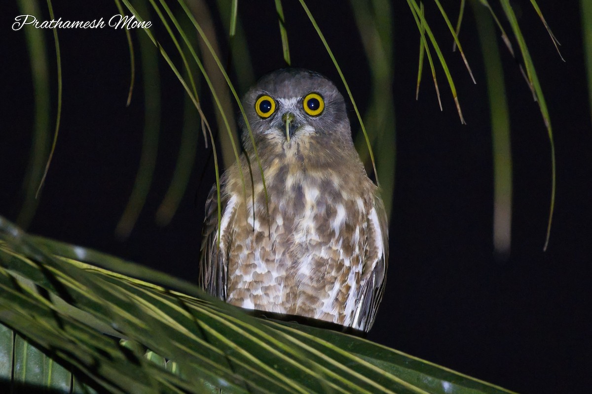 Brown Boobook - ML628766936