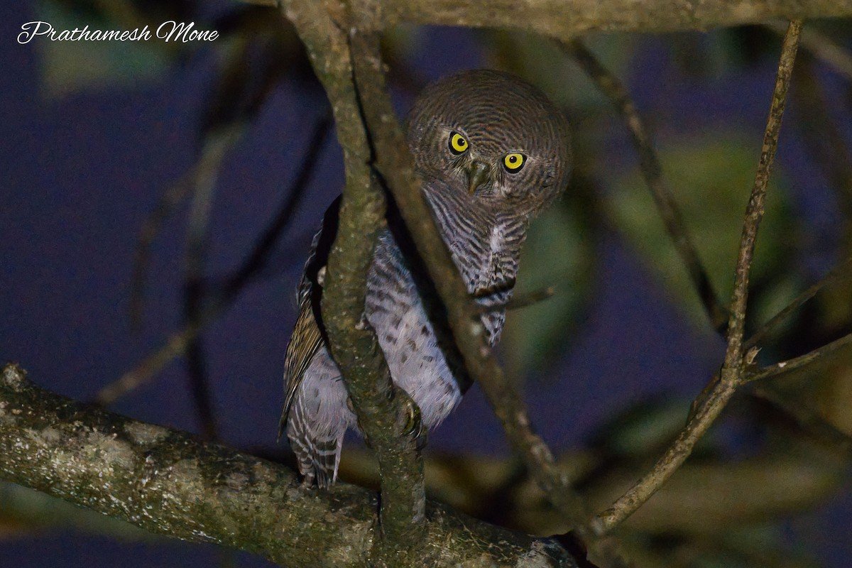 Jungle Owlet - ML628766939
