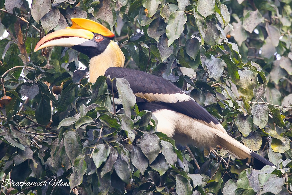 Great Hornbill - ML628767036