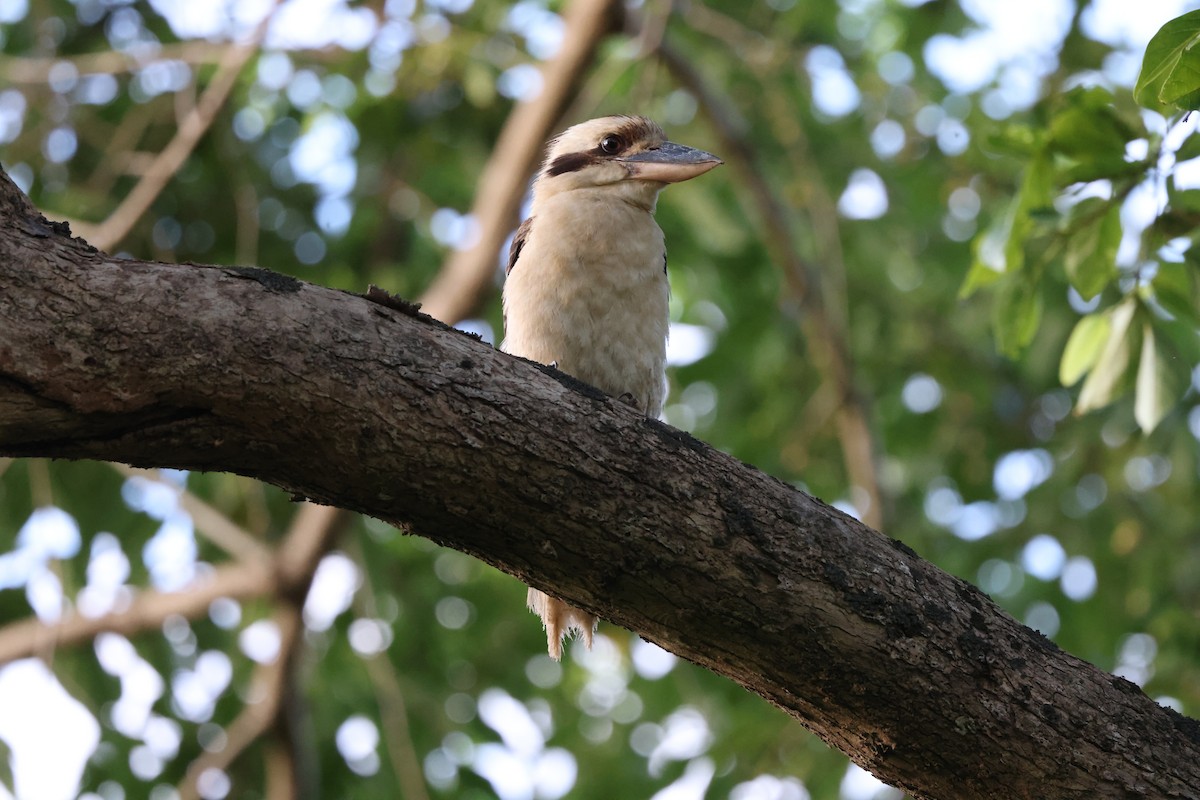 Laughing Kookaburra - ML628767044