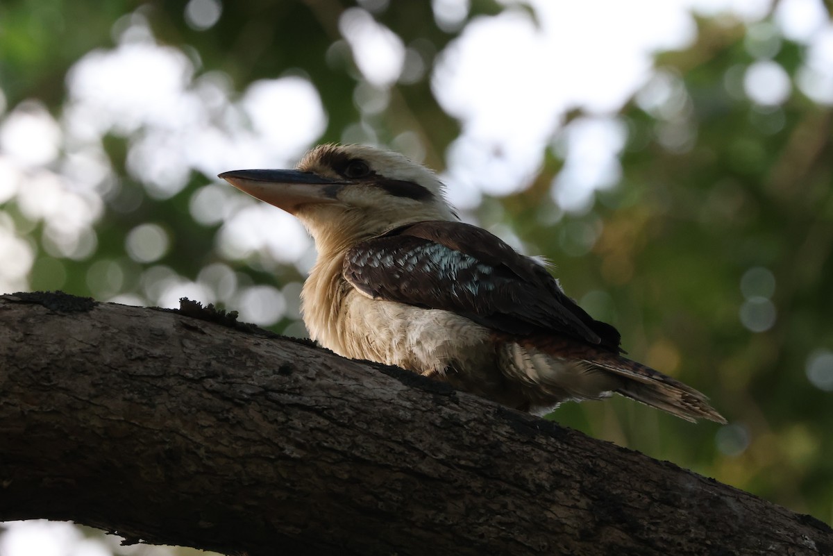 Laughing Kookaburra - ML628767061