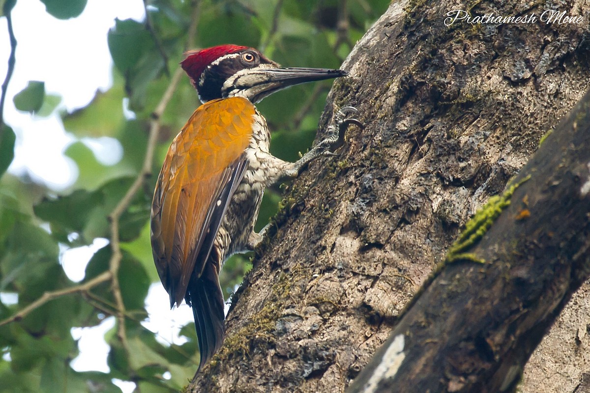 Malabar Flameback - ML628767115
