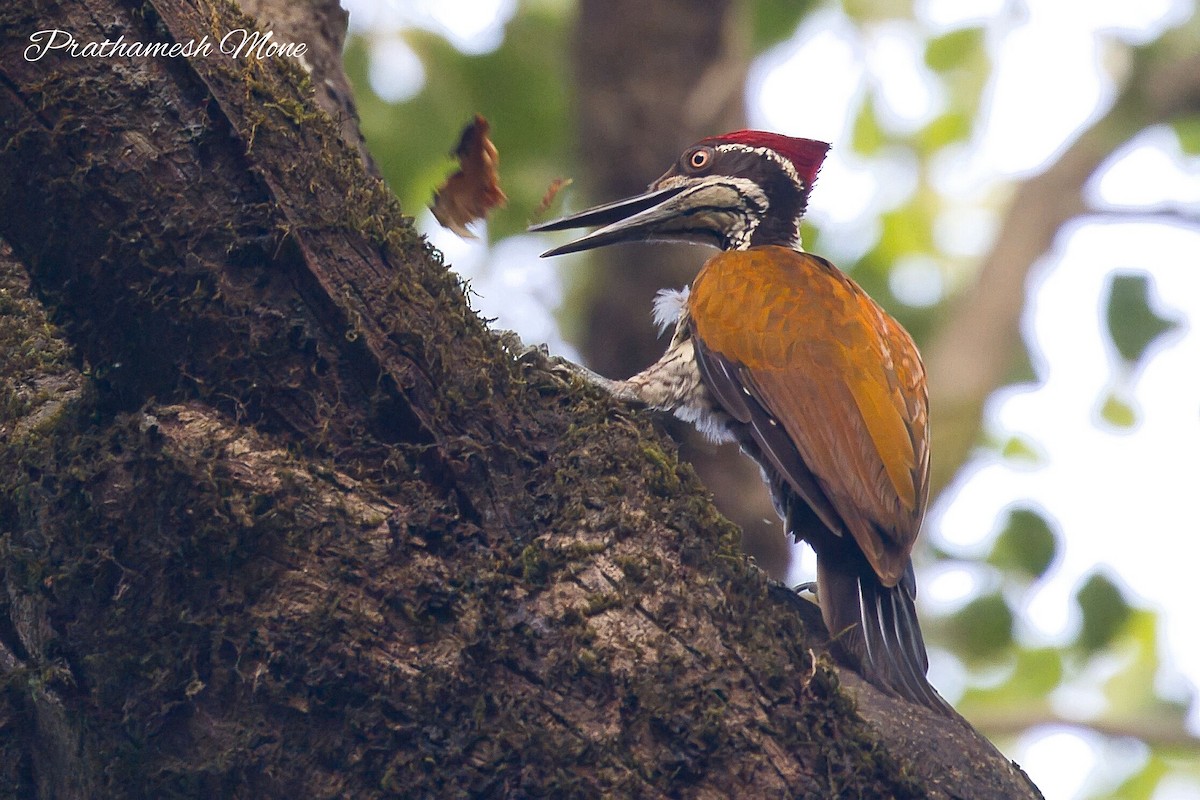 Malabar Flameback - ML628767116