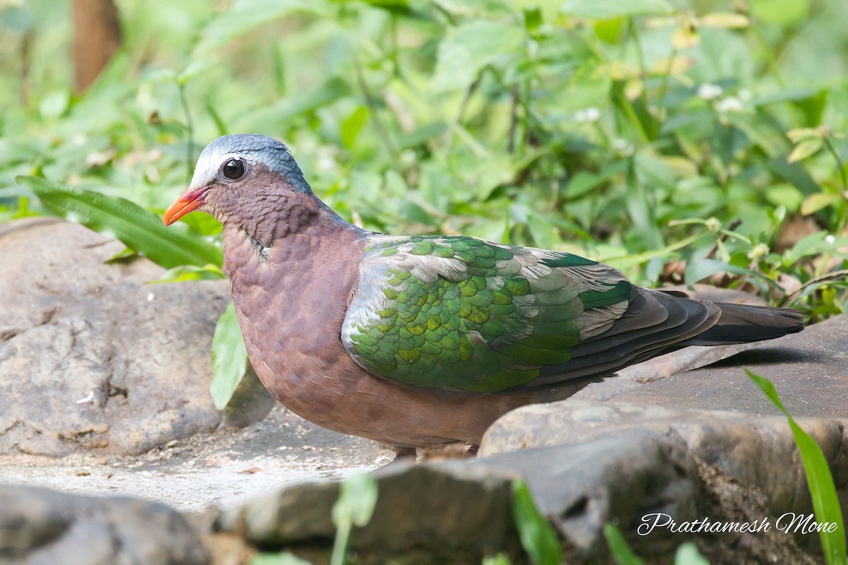 Asian Emerald Dove - ML628767127