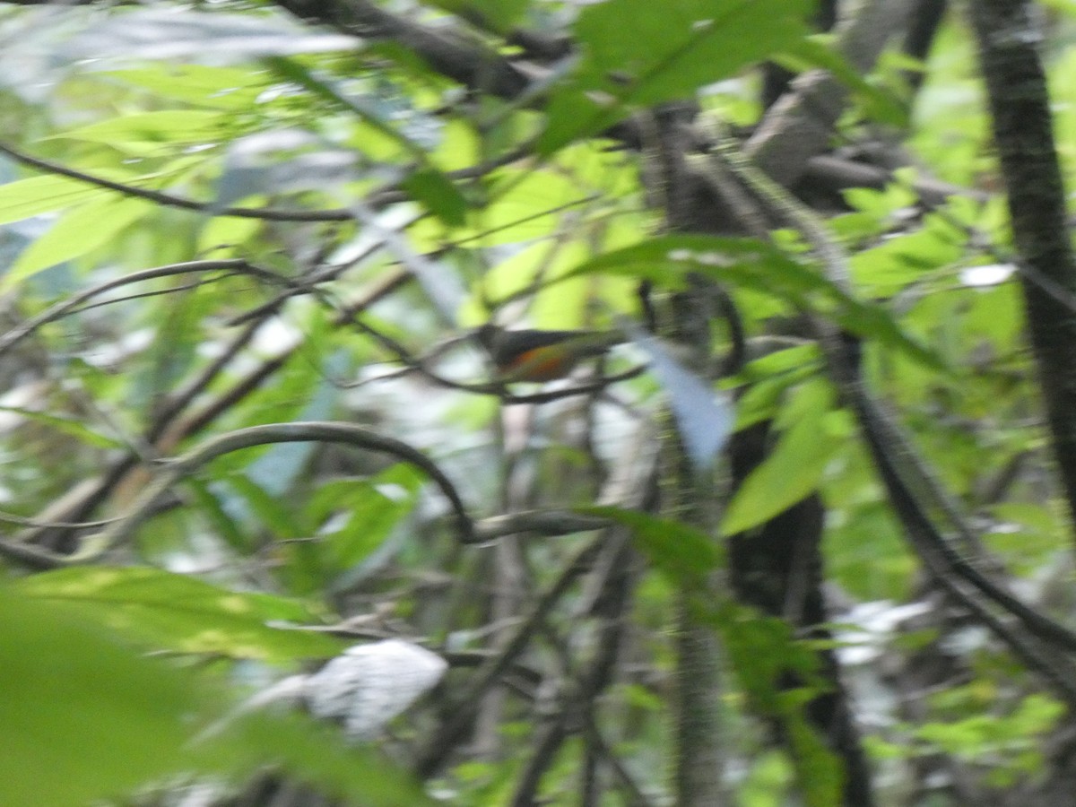 Slate-throated Redstart - ML628767250