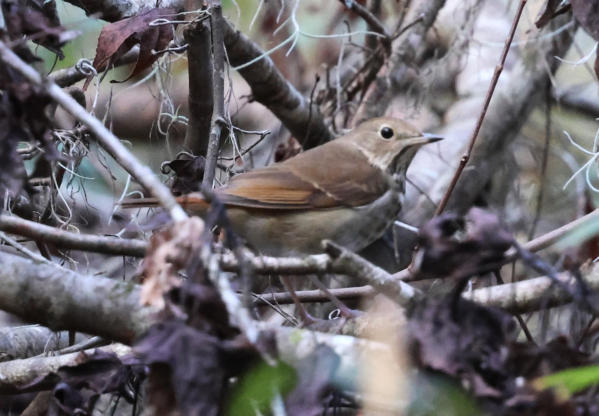 Hermit Thrush - ML628767321