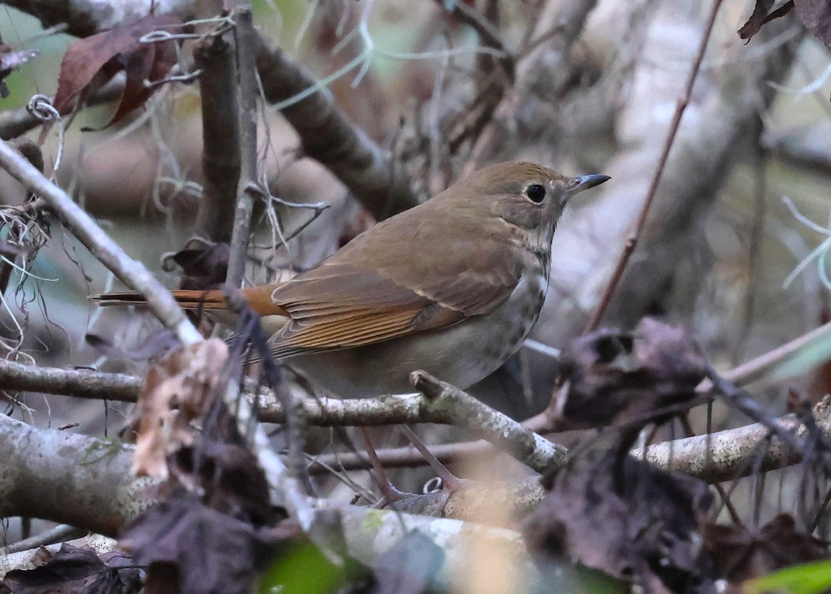 Hermit Thrush - ML628767322