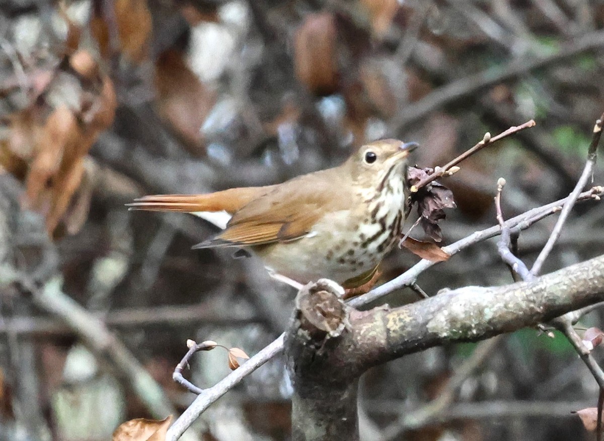 Hermit Thrush - ML628767323