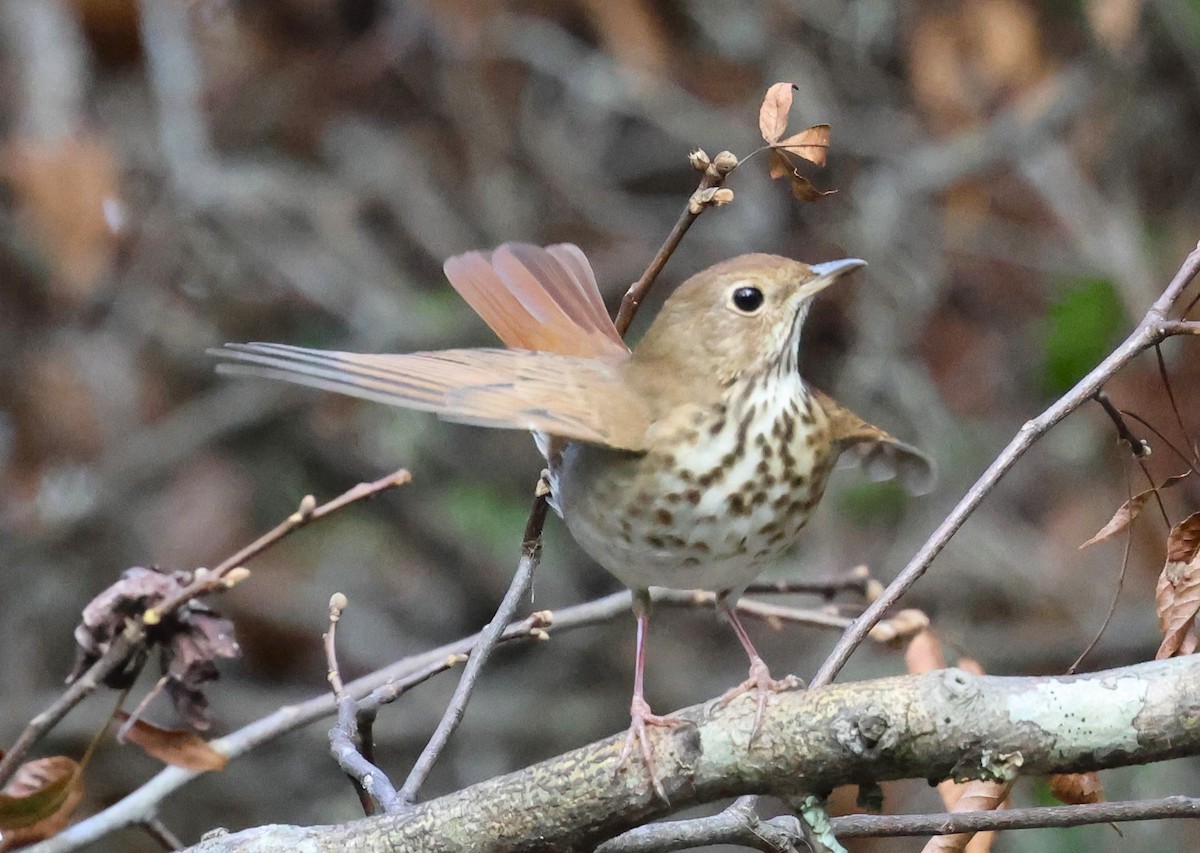 Hermit Thrush - ML628767324