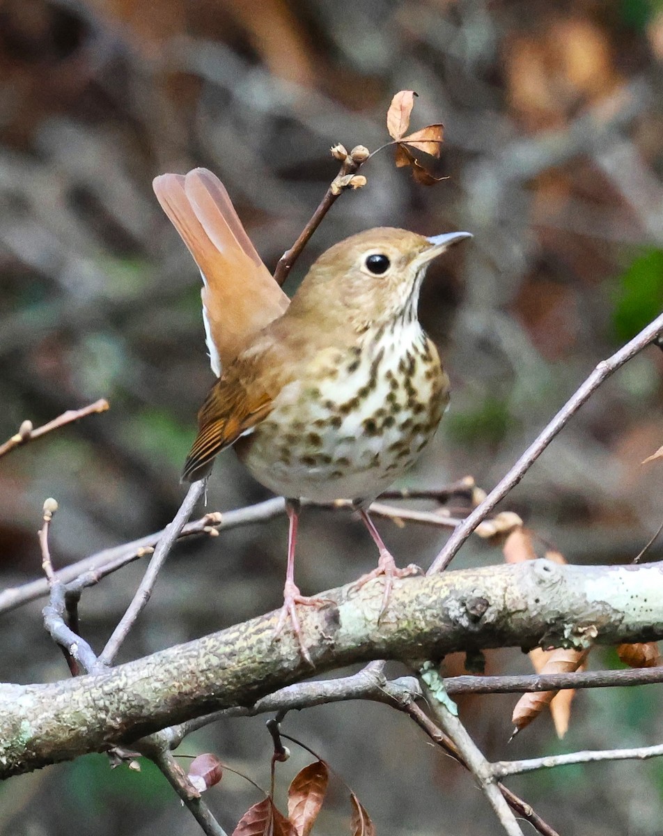 Hermit Thrush - ML628767325