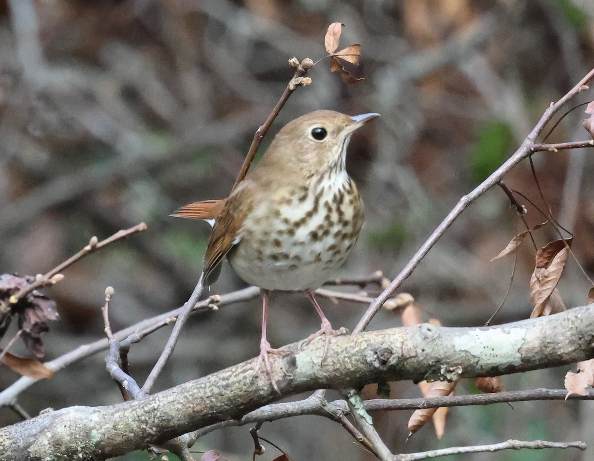 Hermit Thrush - ML628767326