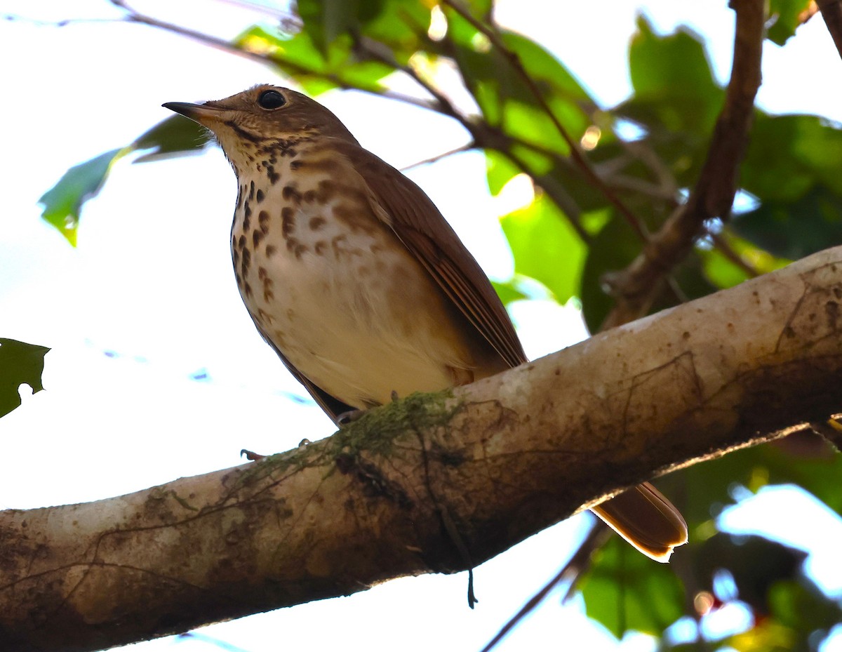 Hermit Thrush - ML628767327