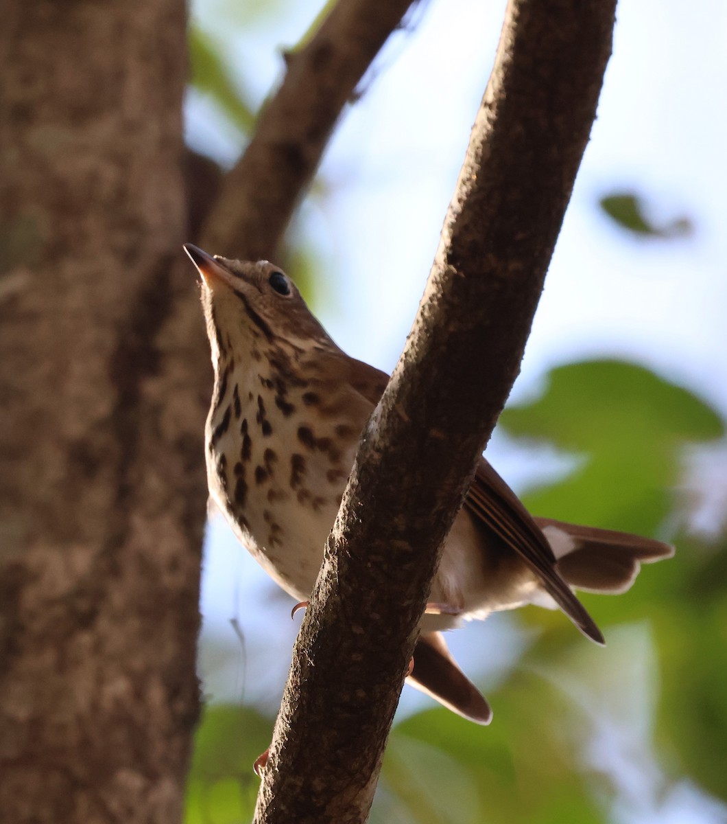 Hermit Thrush - ML628767328