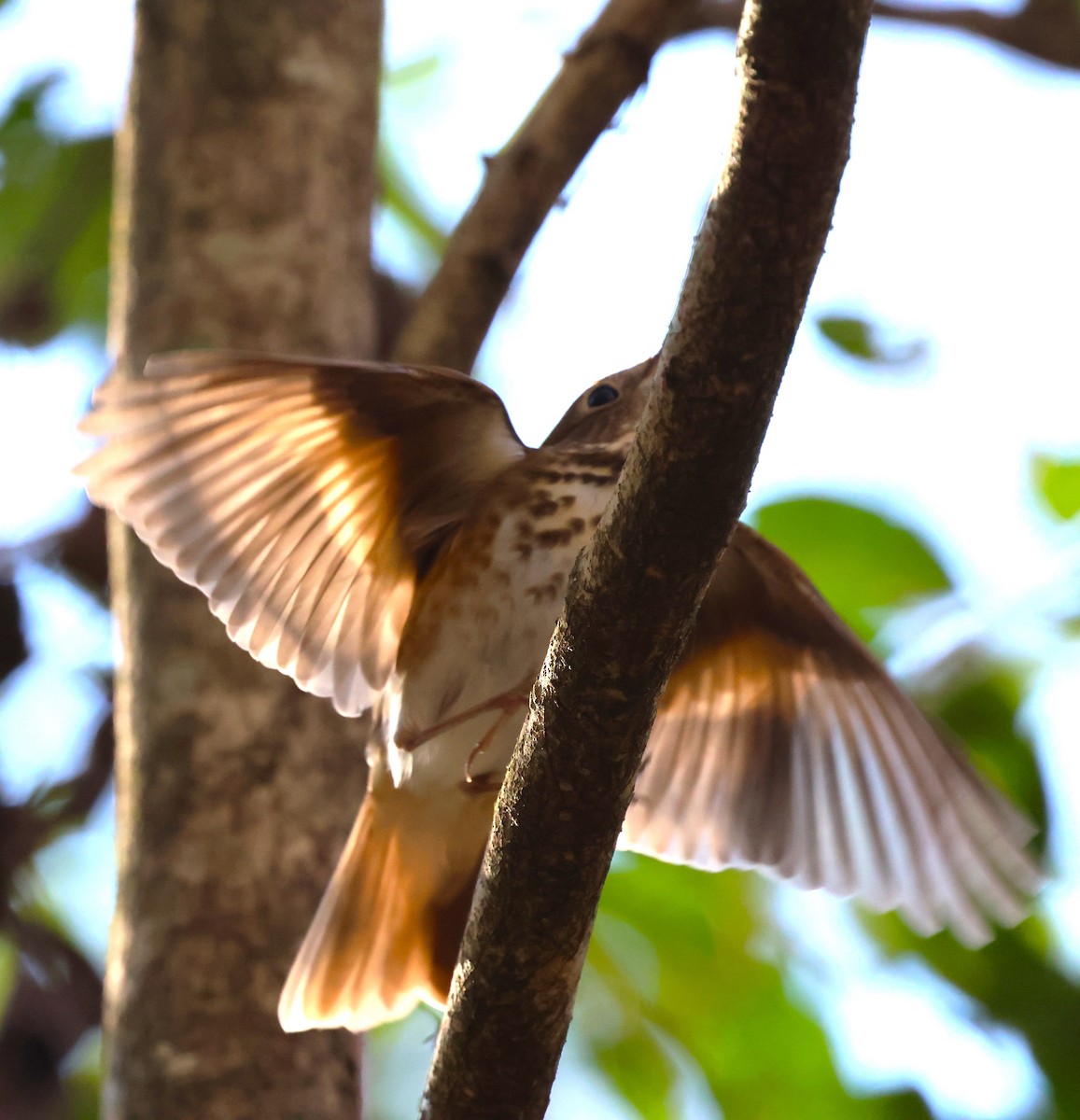 Hermit Thrush - ML628767329