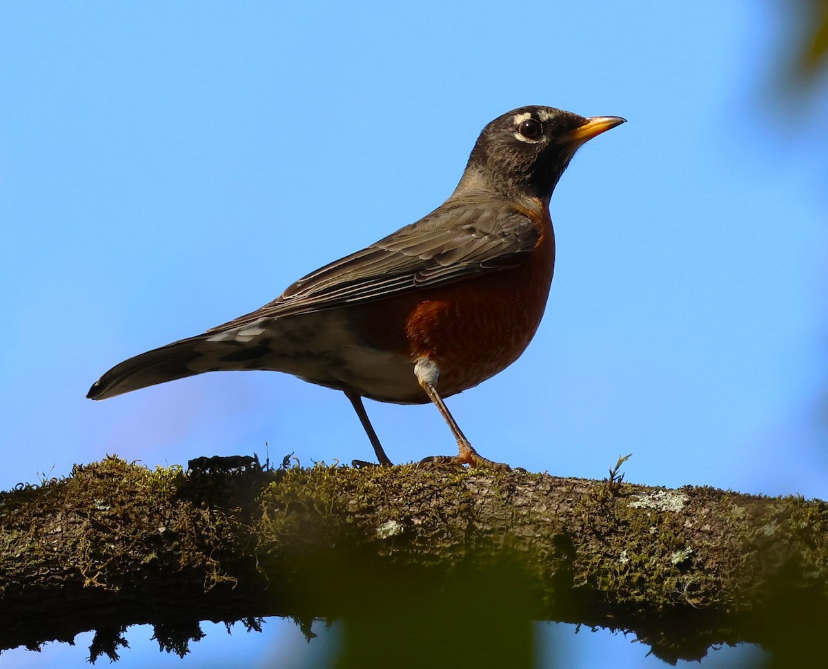 American Robin - ML628767383