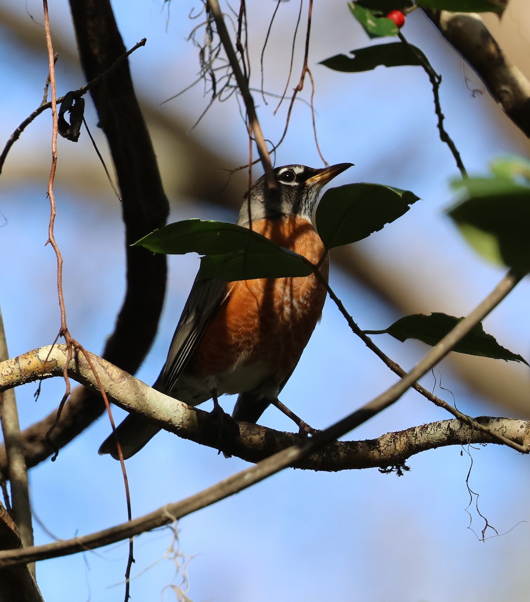 American Robin - ML628767384