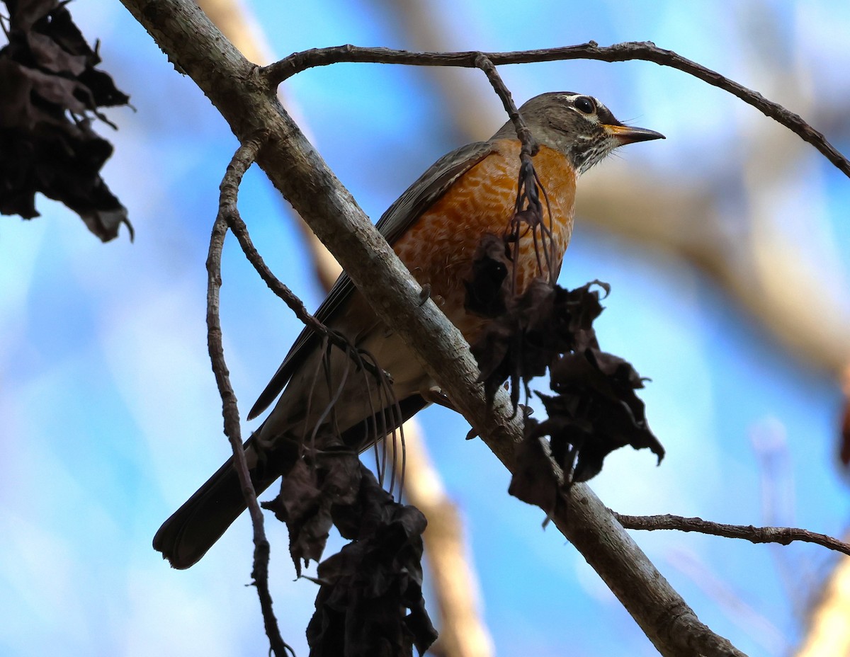 American Robin - ML628767385