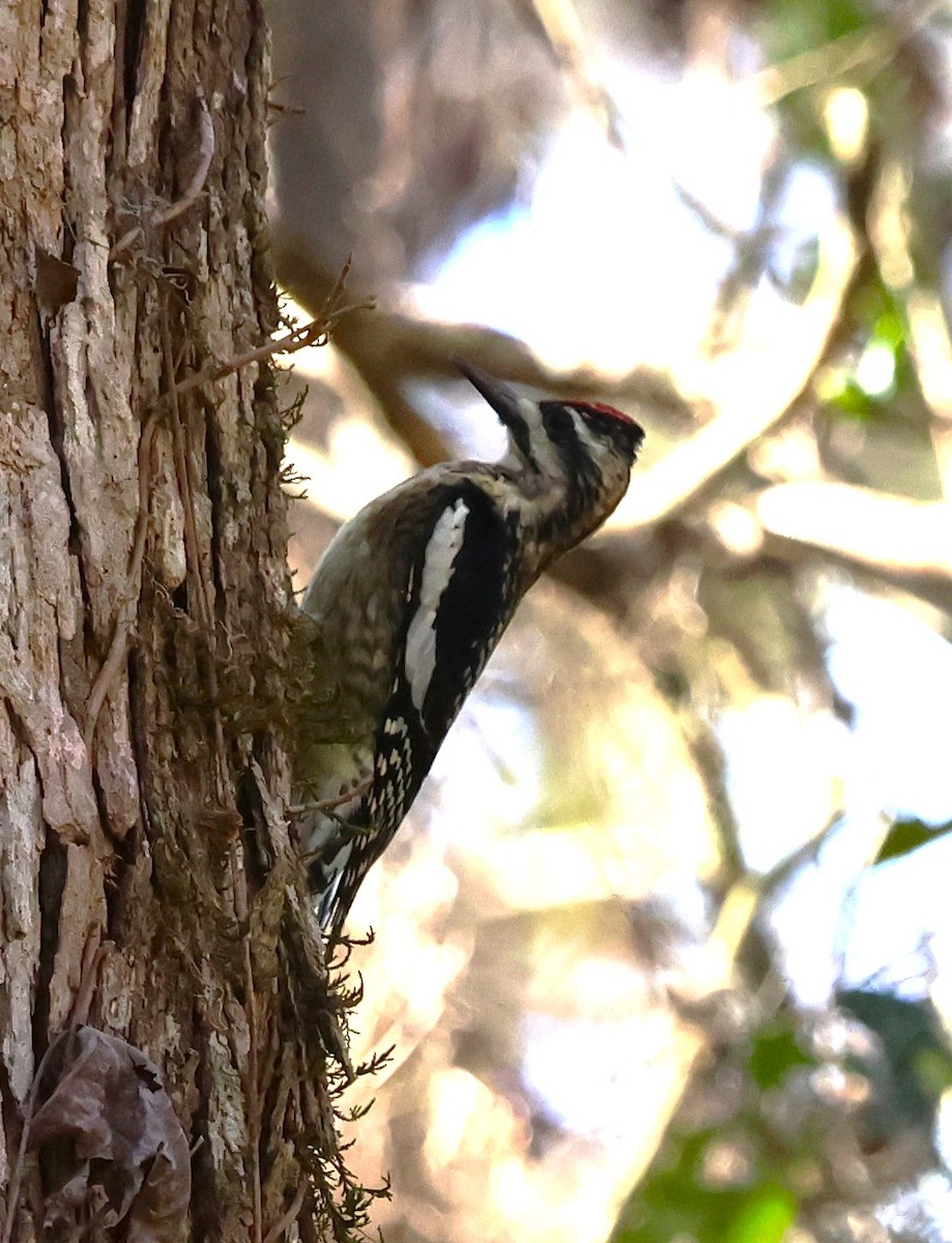 Yellow-bellied Sapsucker - ML628767427