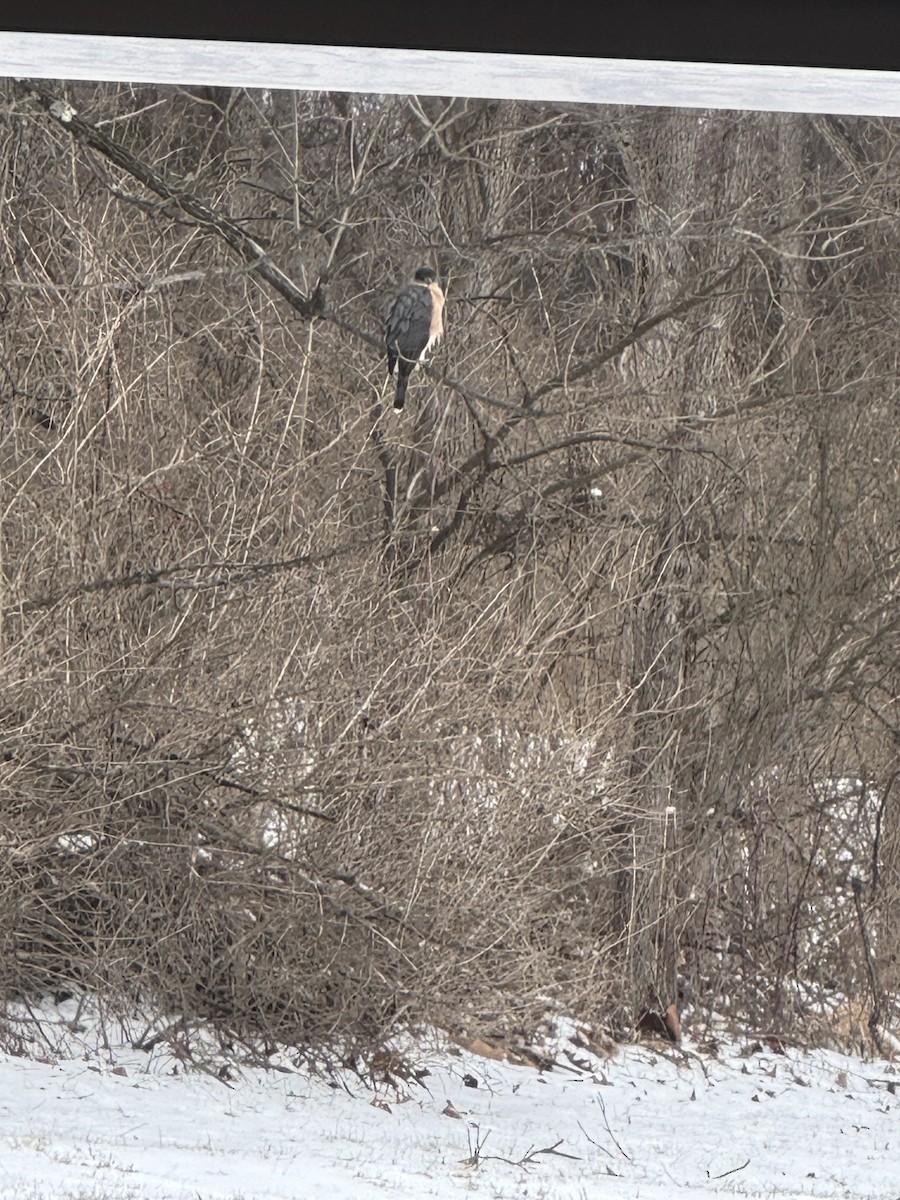 jestřáb americký - ML628767458