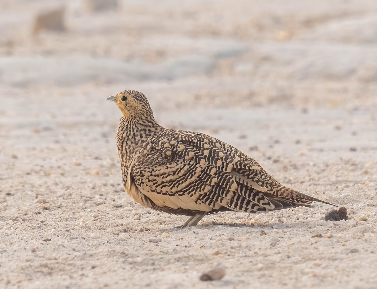 Chestnut-bellied Sandgrouse - ML628767485
