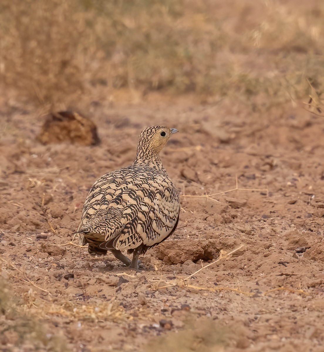 Chestnut-bellied Sandgrouse - ML628767486