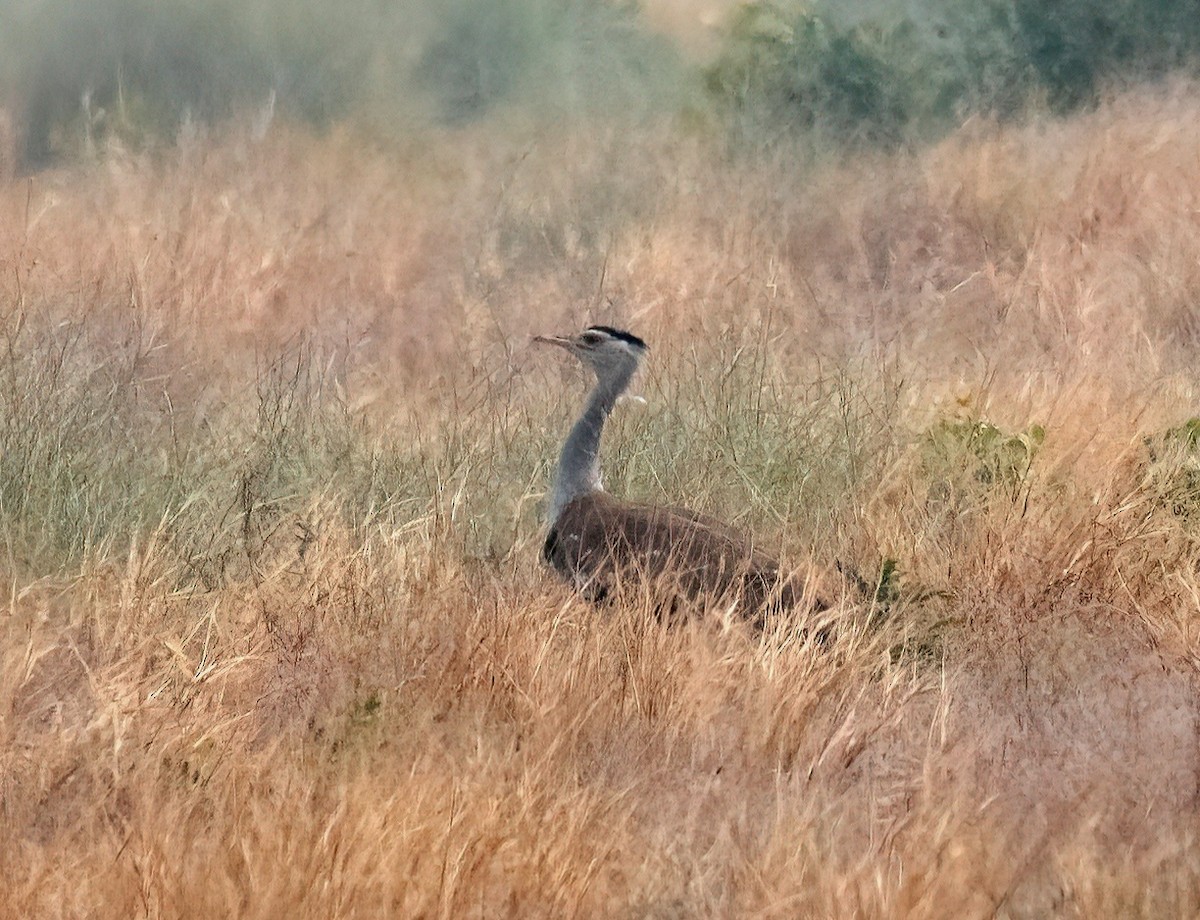 Great Indian Bustard - ML628767496
