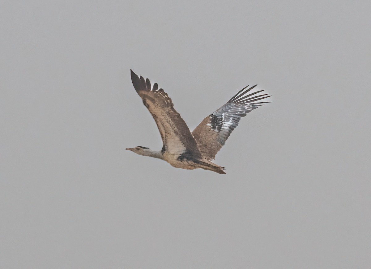 Great Indian Bustard - ML628767497