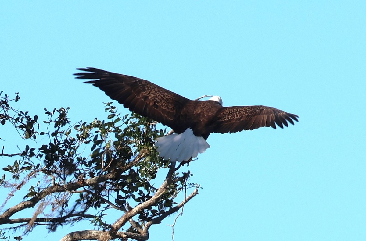 Bald Eagle - ML628767500