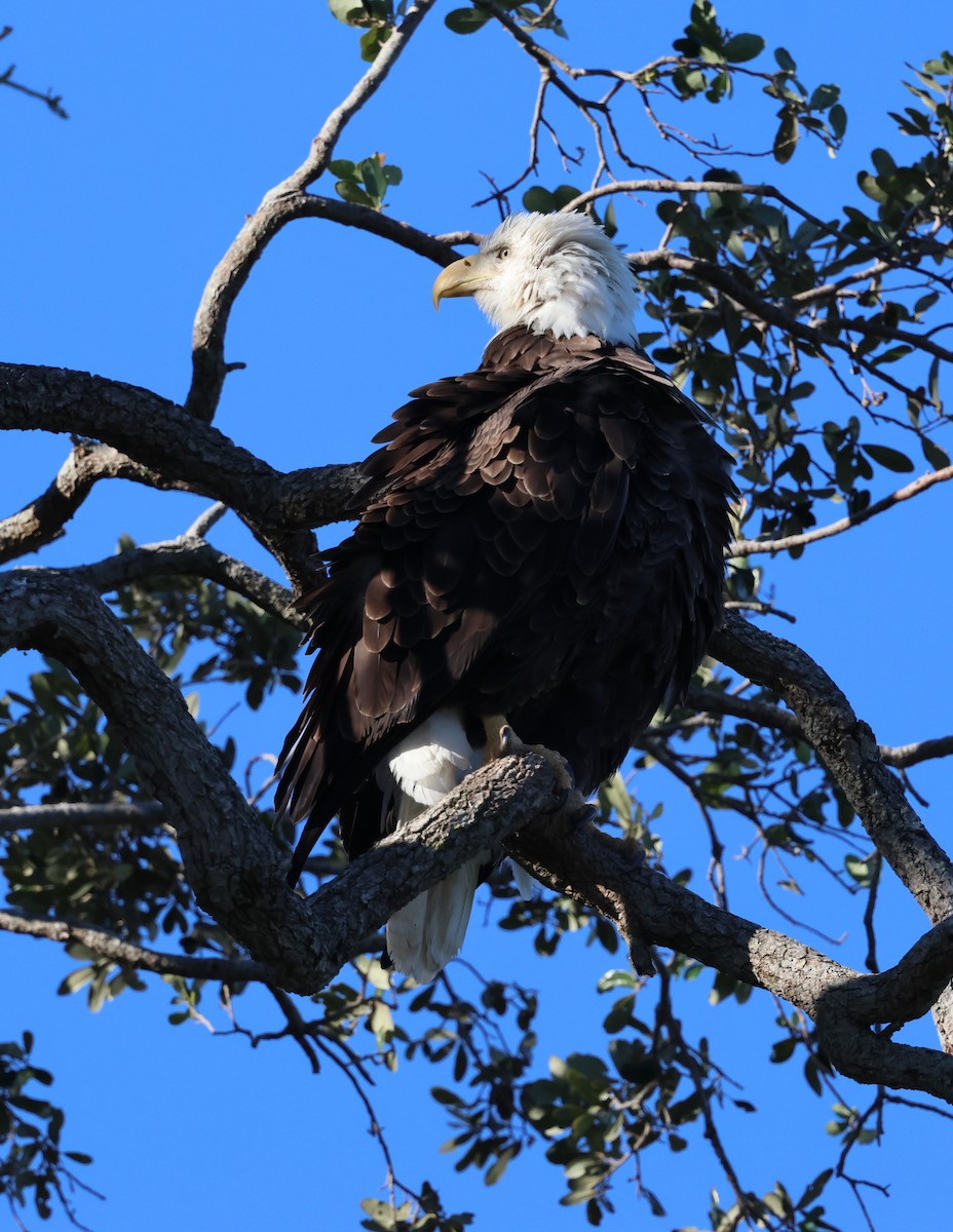 Bald Eagle - ML628767502