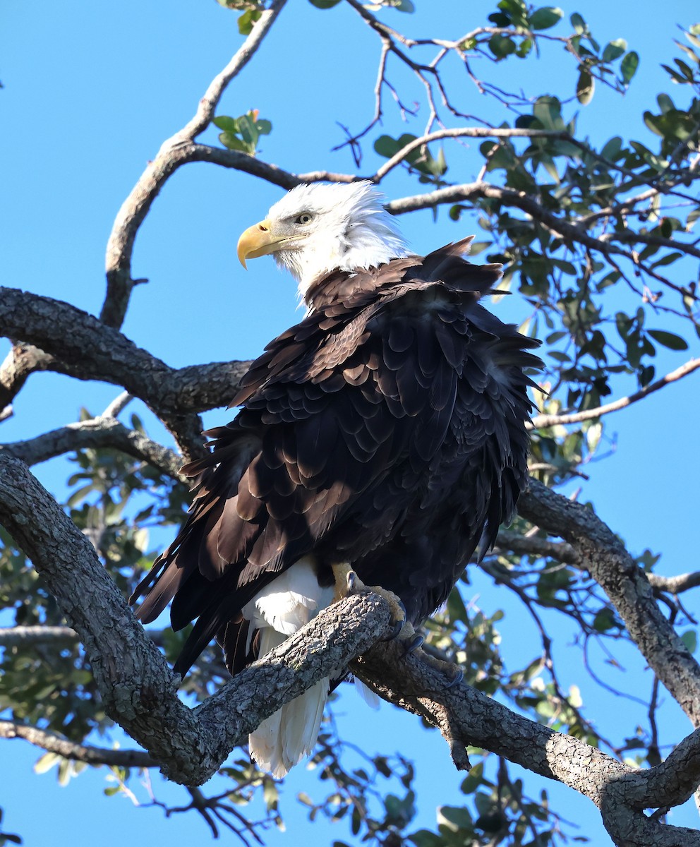 Bald Eagle - ML628767503