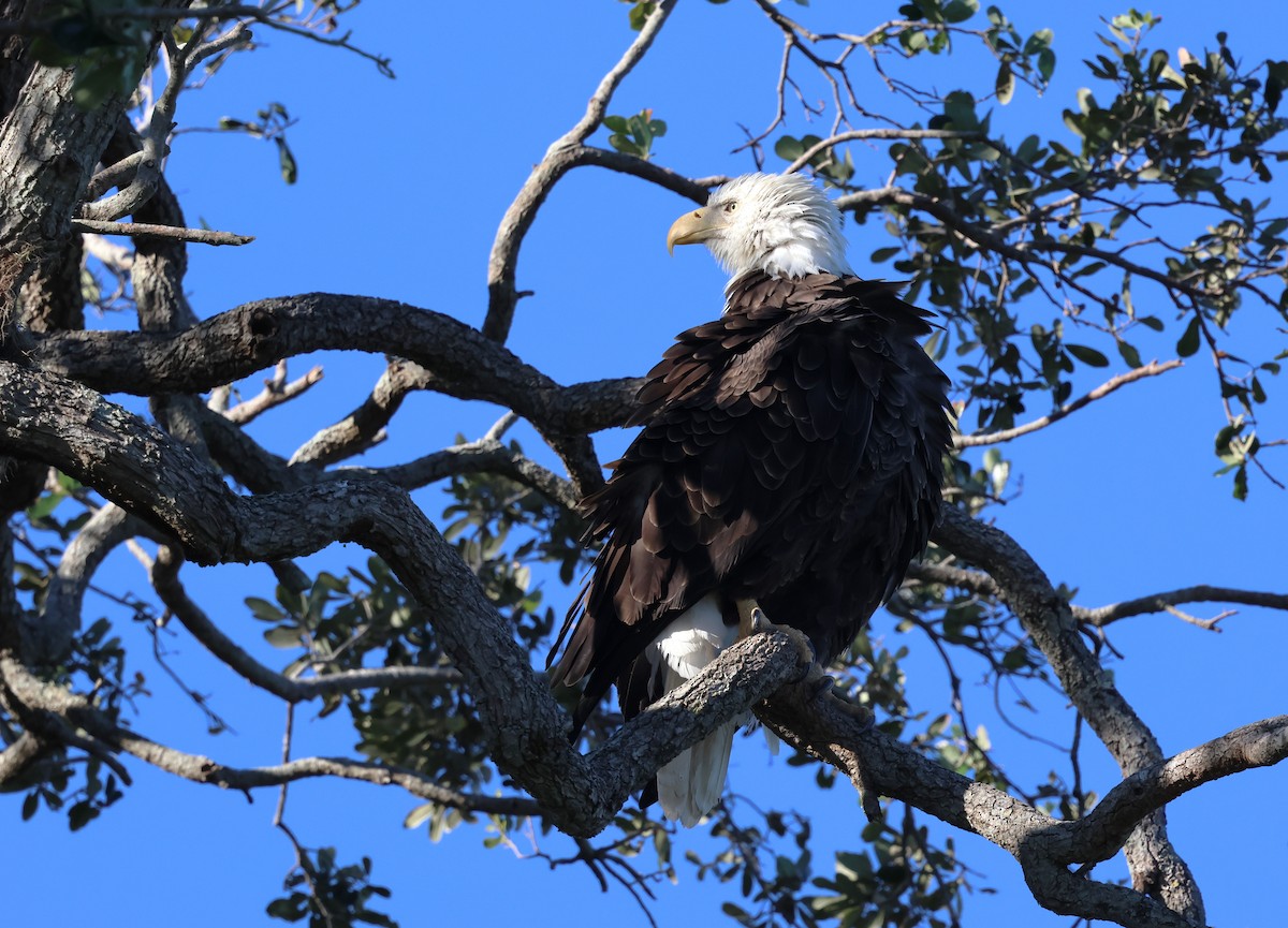 Bald Eagle - ML628767504