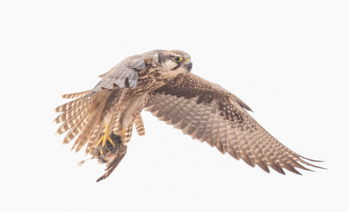 Laggar Falcon - ML628767520