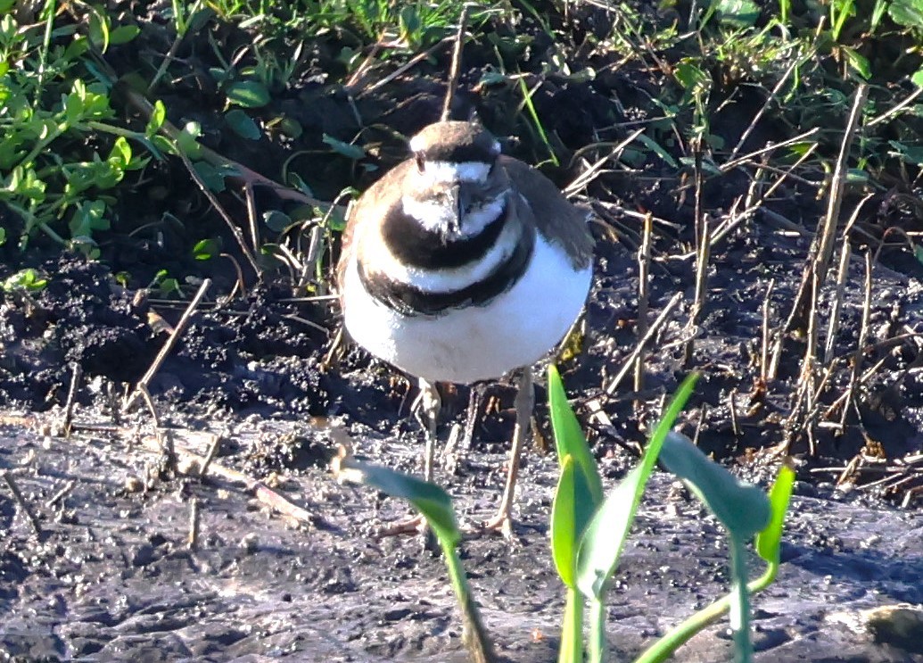 Killdeer - ML628767523