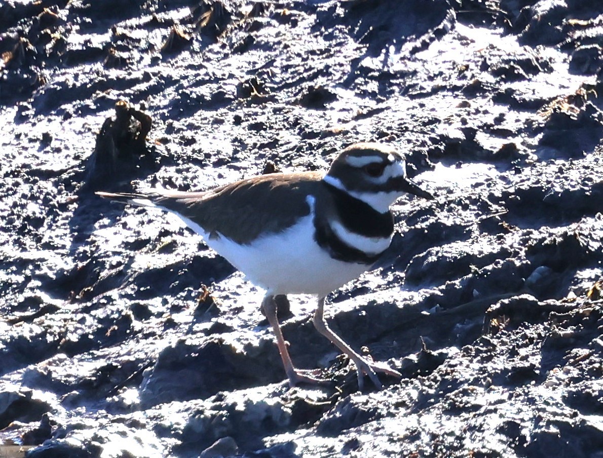 Killdeer - ML628767524