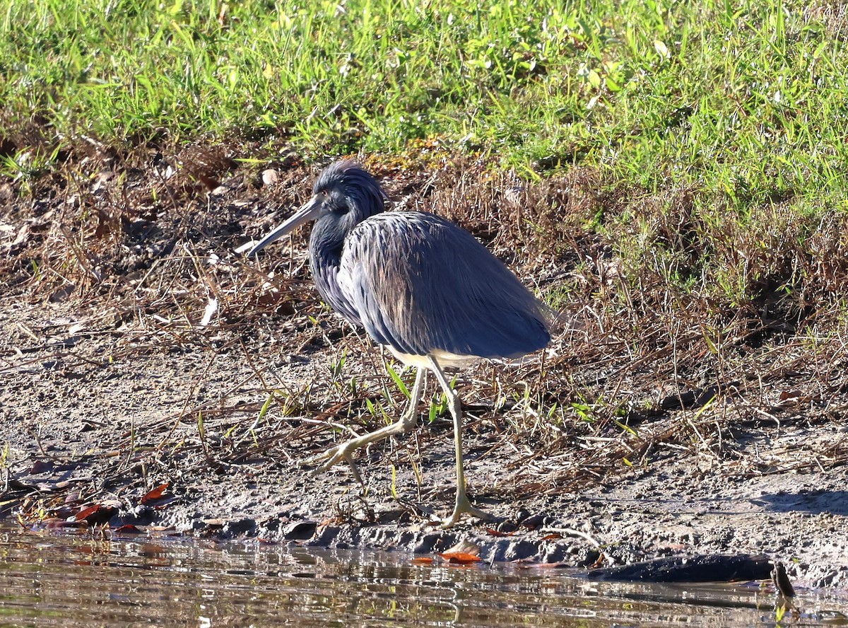 Tricolored Heron - ML628767556